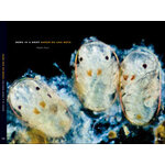 BORN IN A DROP/ NACER EN UNA GOTA