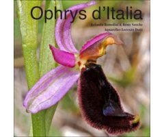 OPHRYS D'ITALIA 2