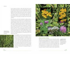 MEADOWS. BRITISH WILDLIFE COLLECTION 2