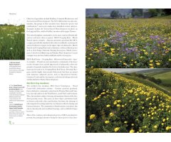 MEADOWS. BRITISH WILDLIFE COLLECTION 3
