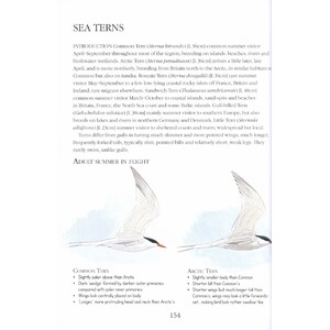 BIRDS ID INSIGHTS. IDENTIFYING THE MORE DIFFICULT BIRDS OF BRITAIN AND NORTH-WEST EUROPE 4