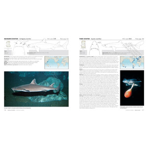SHARKS OF THE WORLD. A COMPLETE GUIDE 4