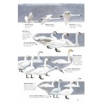 THE HELM GUIDE TO BIRD IDENTIFICATION. AN IN-DEPTH LOOK AT THE CONFUSION SPECIES 2