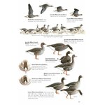 THE HELM GUIDE TO BIRD IDENTIFICATION. AN IN-DEPTH LOOK AT THE CONFUSION SPECIES 3
