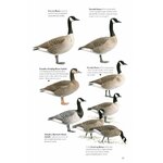 THE HELM GUIDE TO BIRD IDENTIFICATION. AN IN-DEPTH LOOK AT THE CONFUSION SPECIES 4