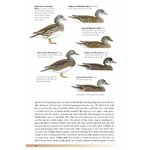THE HELM GUIDE TO BIRD IDENTIFICATION. AN IN-DEPTH LOOK AT THE CONFUSION SPECIES 5