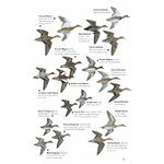 THE HELM GUIDE TO BIRD IDENTIFICATION. AN IN-DEPTH LOOK AT THE CONFUSION SPECIES 6