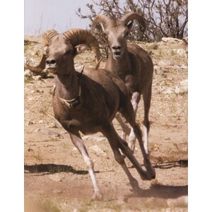 GOING, GOING, GONE. 100 ANIMALS AND PLANTS ON THE VERGE OF EXTINCTION 3