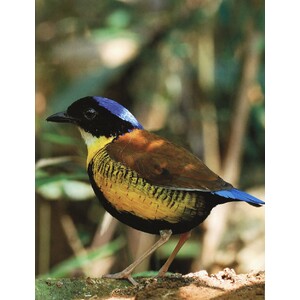 GOING, GOING, GONE. 100 ANIMALS AND PLANTS ON THE VERGE OF EXTINCTION 4