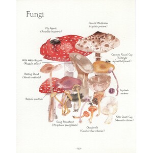 AN ILLUSTRATED COUNTRY YEAR. NATURE UNCOVERED MONTH BY MONTH 6