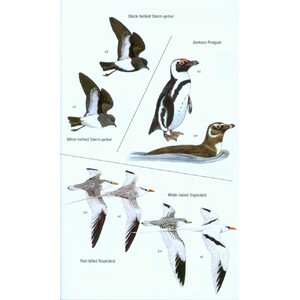 HELM FIELD GUIDES. BIRDS OF WESTERN AFRICA. 2ND ED. 3