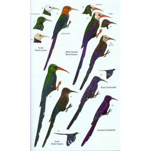 HELM FIELD GUIDES. BIRDS OF WESTERN AFRICA. 2ND ED. 4