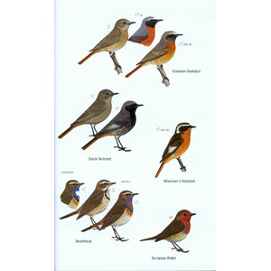 HELM FIELD GUIDES. BIRDS OF WESTERN AFRICA. 2ND ED. 5