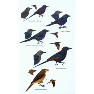 HELM FIELD GUIDES. BIRDS OF WESTERN AFRICA. 2ND ED. 6