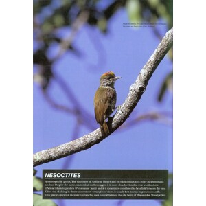 HELM PHOTOGRAPHIC GUIDES. WOODPECKERS OF THE WORLD_1