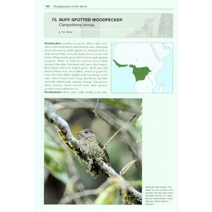 HELM PHOTOGRAPHIC GUIDES. WOODPECKERS OF THE WORLD 3
