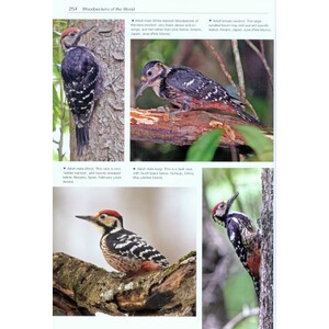 HELM PHOTOGRAPHIC GUIDES. WOODPECKERS OF THE WORLD 4