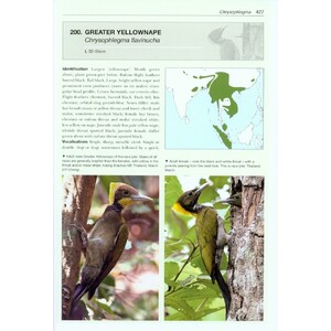 HELM PHOTOGRAPHIC GUIDES. WOODPECKERS OF THE WORLD 6