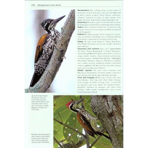 HELM PHOTOGRAPHIC GUIDES. WOODPECKERS OF THE WORLD 7