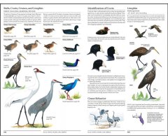 THE SIBLEY GUIDE TO BIRDS. 2ND EDITION 6