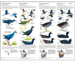 THE SIBLEY GUIDE TO BIRDS. 2ND EDITION 2