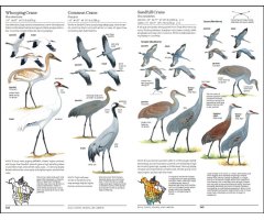 THE SIBLEY GUIDE TO BIRDS. 2ND EDITION 3