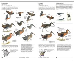 THE SIBLEY GUIDE TO BIRDS. 2ND EDITION 4