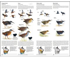 THE SIBLEY GUIDE TO BIRDS. 2ND EDITION 5