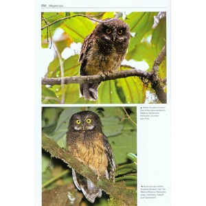 OWLS OF THE WORLD. A PHOTOGRAPHIC GUIDE 3