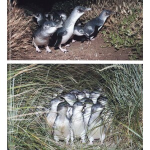 PENGUINS. THEIR WORLD, THEIR WAYS 3