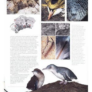 PENGUINS. THEIR WORLD, THEIR WAYS 4