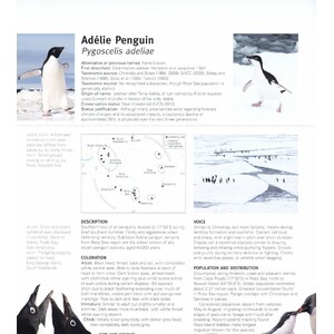 PENGUINS. THEIR WORLD, THEIR WAYS 5