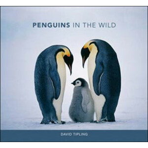 PENGUINS IN THE WILD