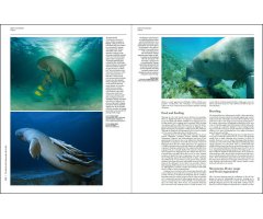 HANDBOOK OF THE MAMMALS OF THE WORLD. VOL. 4 SEA MAMMALS 3