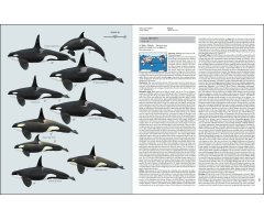 HANDBOOK OF THE MAMMALS OF THE WORLD. VOL. 4 SEA MAMMALS 4