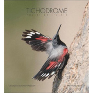 TICHODROME. FOLLET DE L'À-PIC