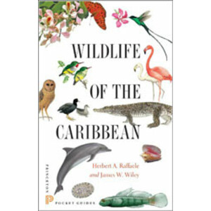 WILDLIFE OF THE CARIBBEAN