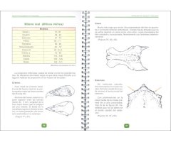 GUÍA DE IDENTIFICACIÓN DE RAPACES IBÉRICAS POR RESTOS ÓSEOS. (2ª PARTE, RAPACES MEDIANAS DIURNAS) 2
