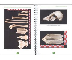 GUÍA DE IDENTIFICACIÓN DE RAPACES IBÉRICAS POR RESTOS ÓSEOS. (2ª PARTE, RAPACES MEDIANAS DIURNAS) 3