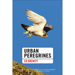 URBAN PEREGRINES