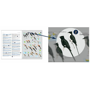 HBW AND BIRDLIFE INTERNATIONAL ILLUSTRATED CHECKLIST OF THE BIRDS OF THE WORLD. VOL 1 3