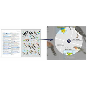 HBW AND BIRDLIFE INTERNATIONAL ILLUSTRATED CHECKLIST OF THE BIRDS OF THE WORLD. VOL 1 4