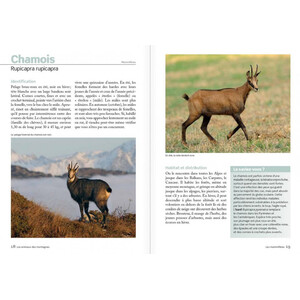 100 ANIMAUX DES MONTAGNES 4