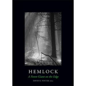 HEMLOCK. A FOREST GIANT ON THE EDGE