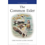 THE COMMON EIDER
