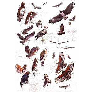 HELM IDENTIFICATION GUIDES. AFRICAN RAPTORS 4