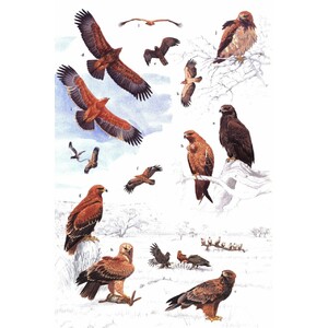 HELM IDENTIFICATION GUIDES. AFRICAN RAPTORS 5