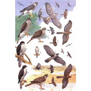 HELM IDENTIFICATION GUIDES. AFRICAN RAPTORS 6