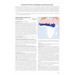 HELM IDENTIFICATION GUIDES. AFRICAN RAPTORS 7