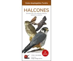 HALCONES. INTRODUCCIÓN A LAS ESPECIES IBÉRICAS, BALEARES Y CANARIAS. GUÍAS DESPLEGABLES TUNDRA
